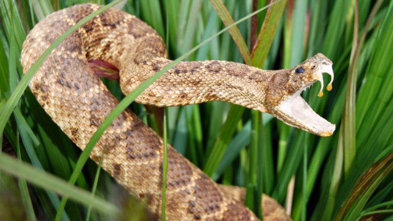 What to Do If You Get Bitten by a Venomous Snake While Outdoors