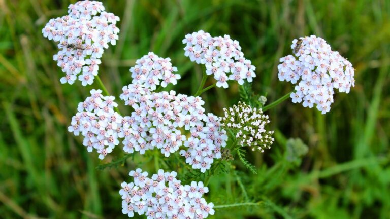 A Simple Way to Keep Mosquitoes Away: Plant This Wildflower