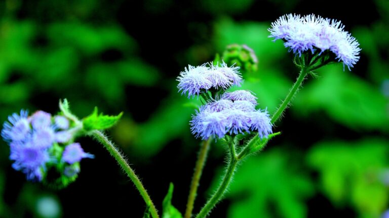 Tired of Pulling Weeds? Let This Flower Do the Work for You