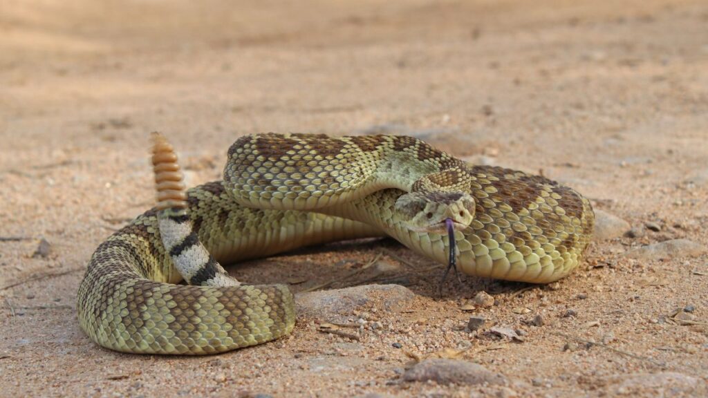 Real Life Rattlesnake 20 snakes ranked by real-world danger level - The Avid Outdoorsman