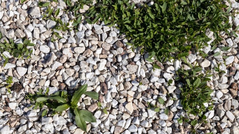 How to Keep Your Gravel Areas Weed-Free