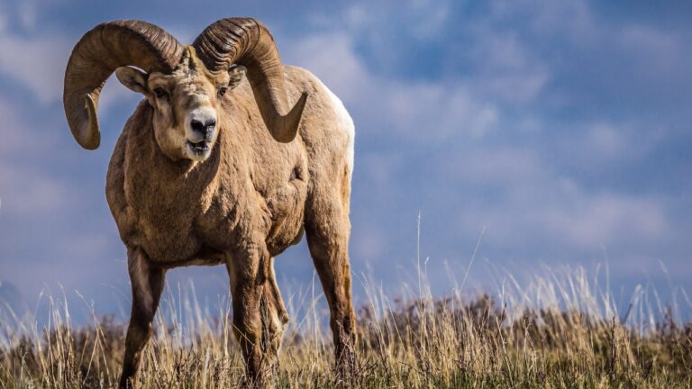 The Best States for Hunting Big Game in 2025