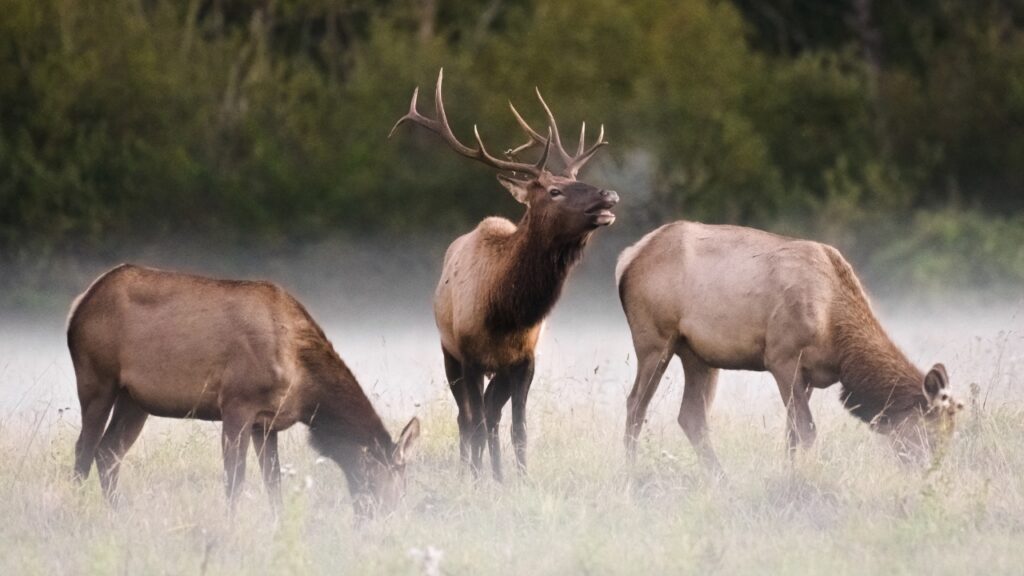 One Elk 13 Proven Elk Hunting Tips for a Successful Season - The Avid Outdoorsman