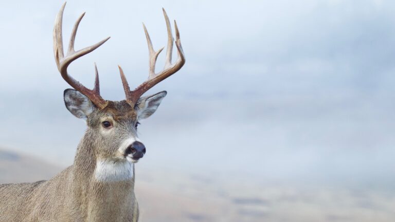 Big deer regulation changes are coming in Missouri—here’s what’s on the table