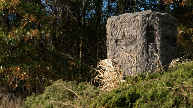 Hunter says the stand on his land wasn’t the only problem — there was also an illegal trail, salt, and scent set up around it