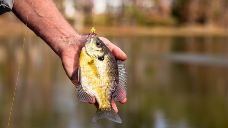 Proven Baits That Catch More Bluegill and Panfish
