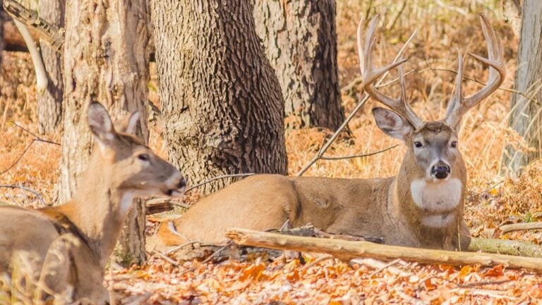 Things a Good Hunting Property Shows You Before You Ever Pull the Trigger