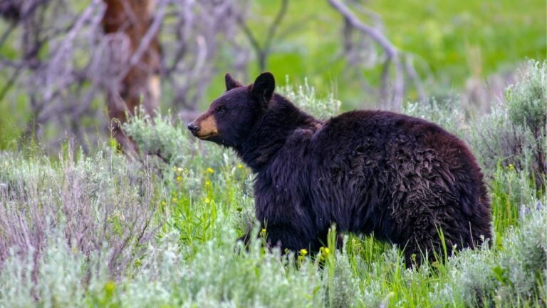 States Where Fish and Game Management Has Quietly Made a Dramatic Difference