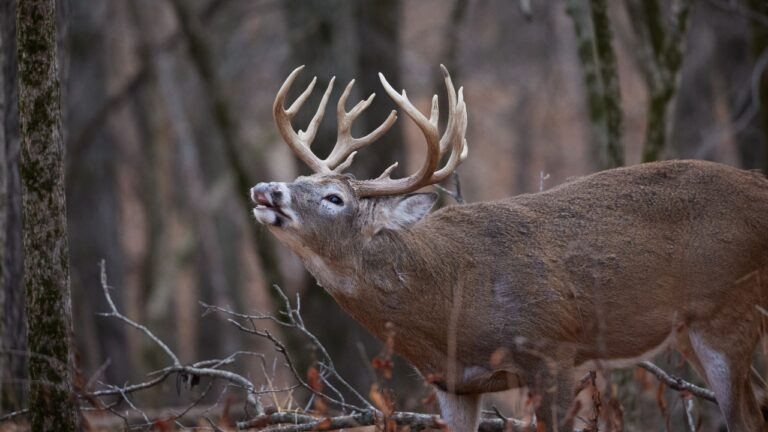 How to Find Better Bucks Without Leasing Land