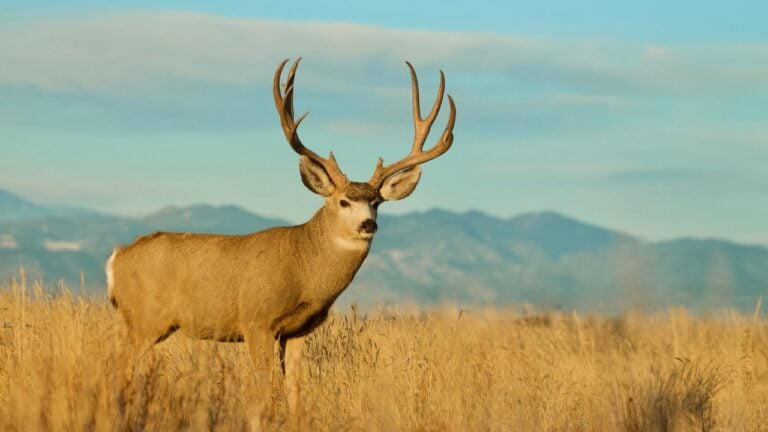States Where Nonresident Hunting Has Quietly Gotten More Accessible Than Anyone Expected