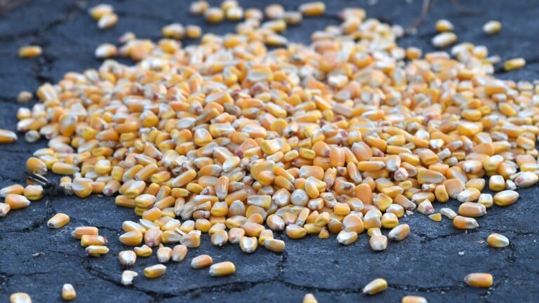 How to tell if your corn pile is educating deer instead of helping you