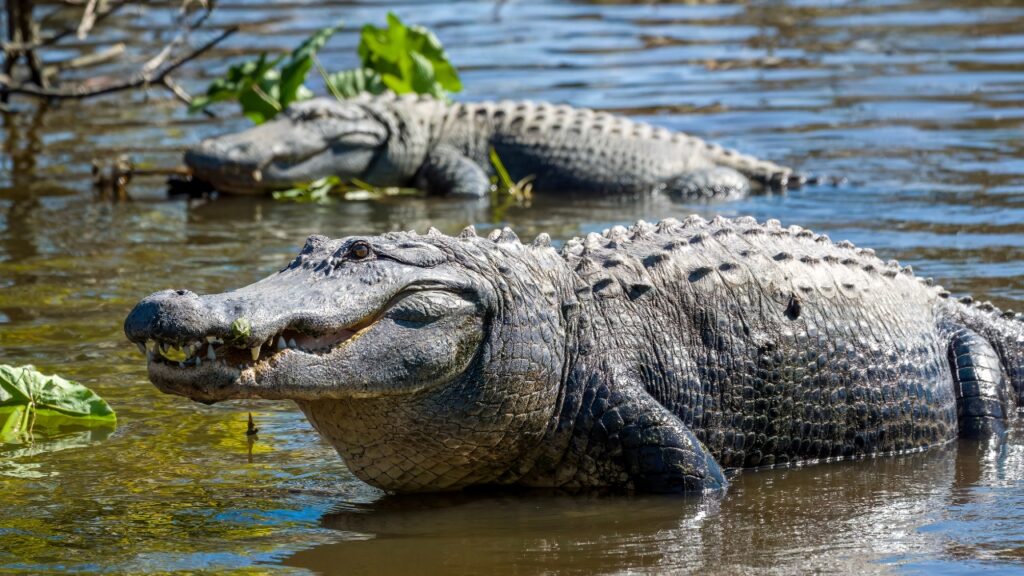15 U.S. states where gators are moving farther north than people expect ...