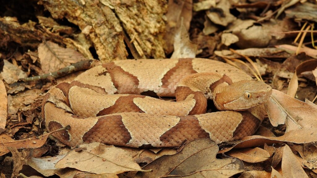15 surprising facts about copperheads - The Avid Outdoorsman