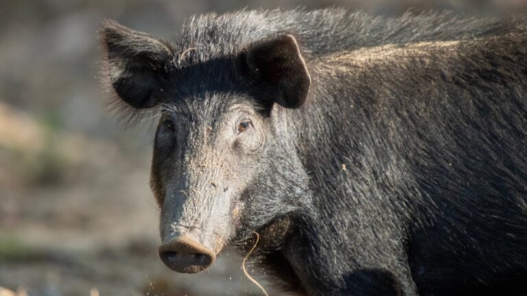 Why .223 Fails on Hogs More Often Than You Think