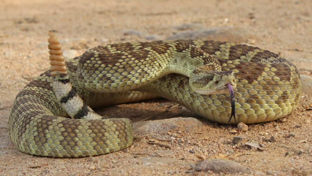 Look Up Rattle Snakes 15 U.S. states where rattlesnakes are showing up on popular hiking ...