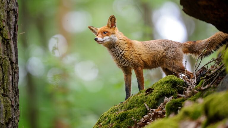 Top Predators That Stalk Without You Knowing It