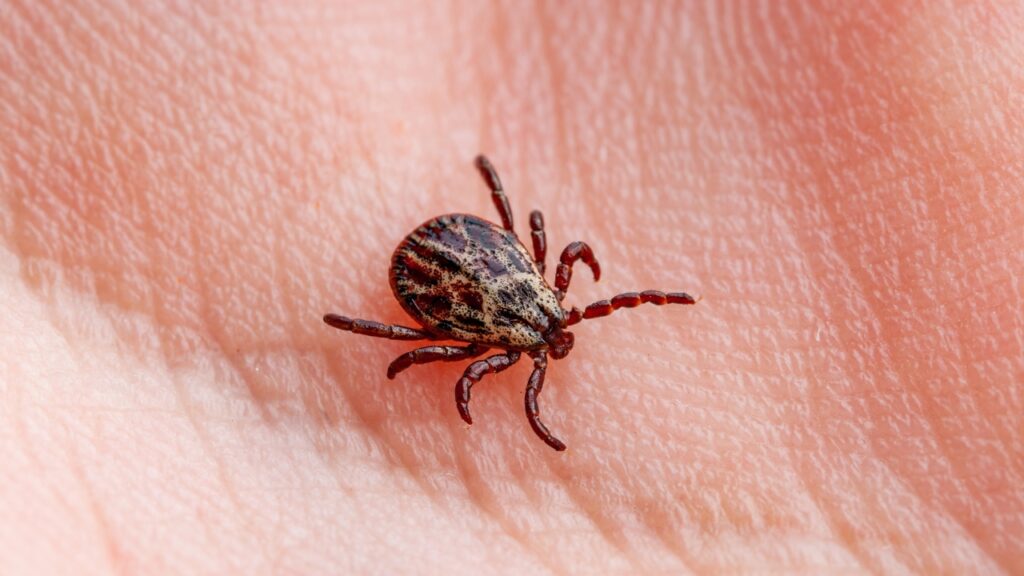 10 U.S. states where ticks are a year-round problem for hunters - The ...