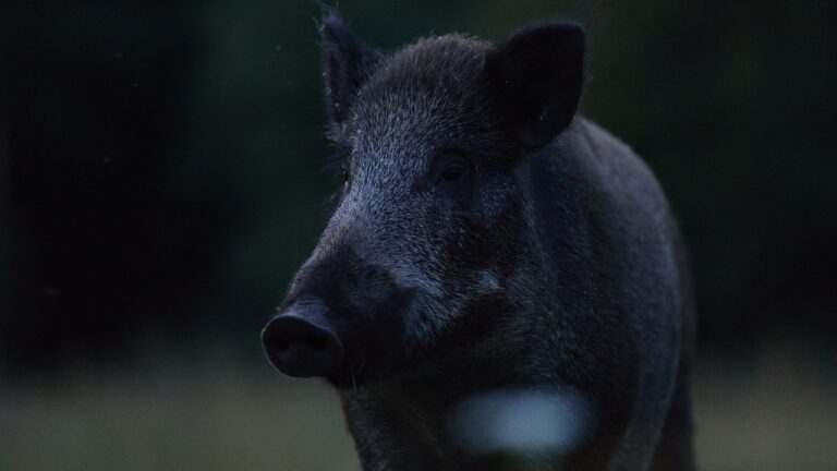 Hunter says he heard crashing in the dark and thought a deer was coming in — then his light hit a huge feral hog already charging straight at him