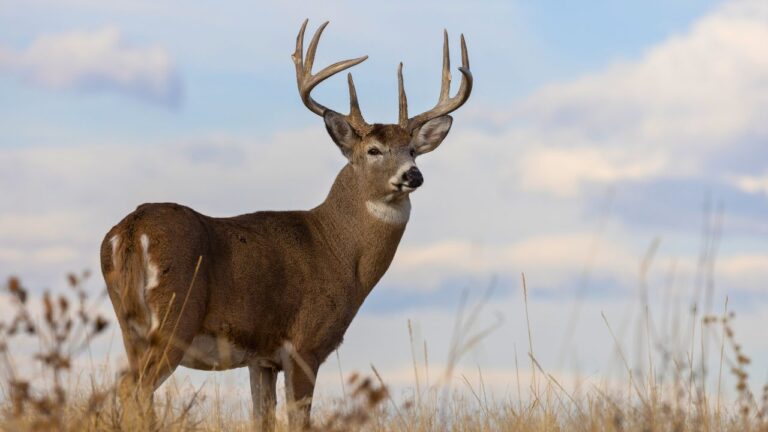 Calibers That Are a Waste of Powder on Deer