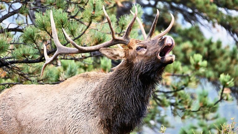 Calls That Actually Bring in Big Bull Elk