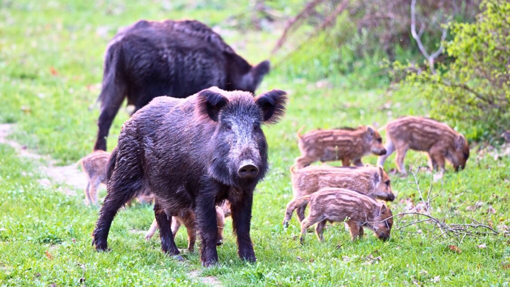 The U.S. states with the worst feral hog problems by the numbers - The ...