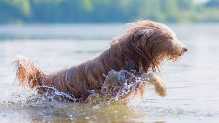 Best hunting dog breeds for waterfowl hunters
