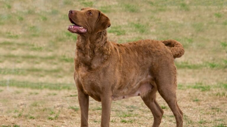 20 working dog breeds that still earn their keep