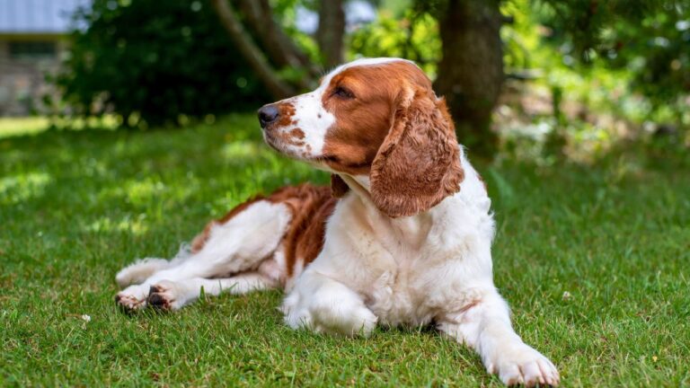 Dog breeds that are slowly disappearing from American neighborhoods