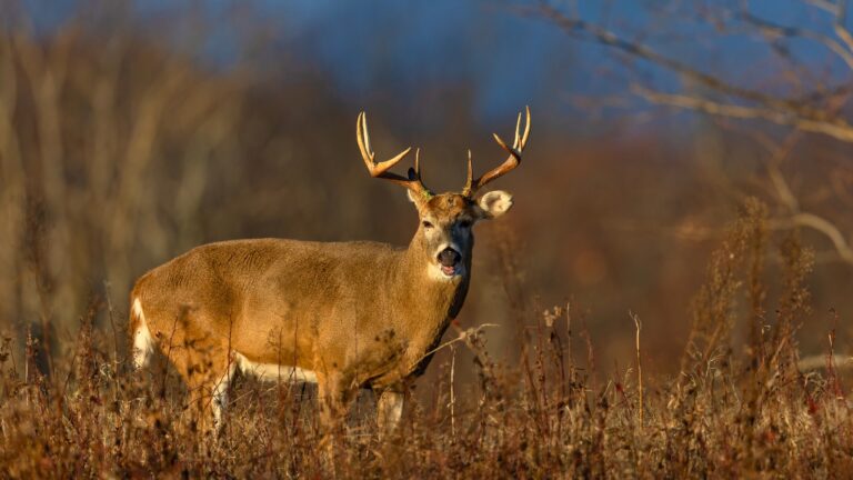 The deer rule changes that could spread to other states as CWD zones expand