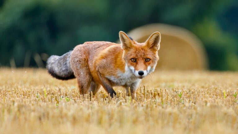 9 loads that ruin pelts and waste good meat