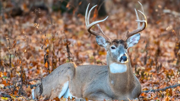 Hunter says his neighbor’s stand sits right on the property line — and a deer already got shot onto his side once before