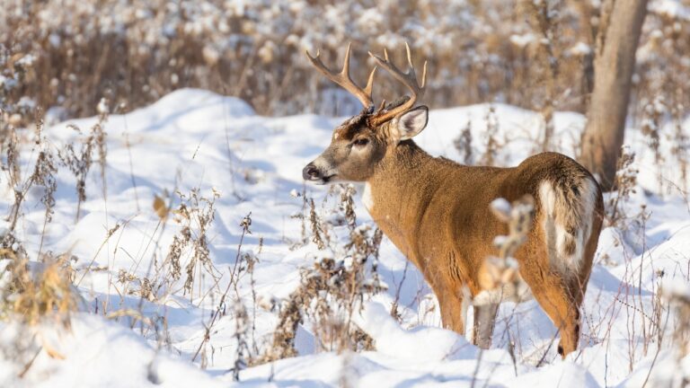 7 hunting tactics that work better late in the season