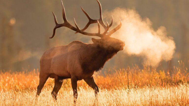 Calibers that leave too much meat ruined to justify the shot