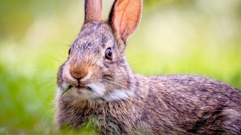 Calibers too weak to anchor anything bigger than a rabbit