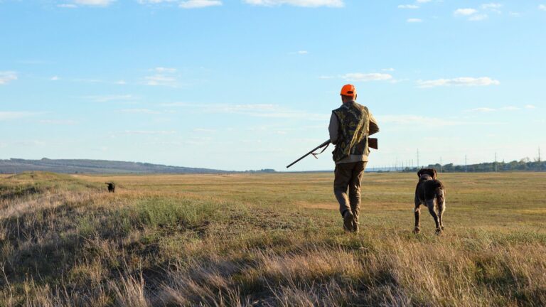Calibers that handle long shots across open fields