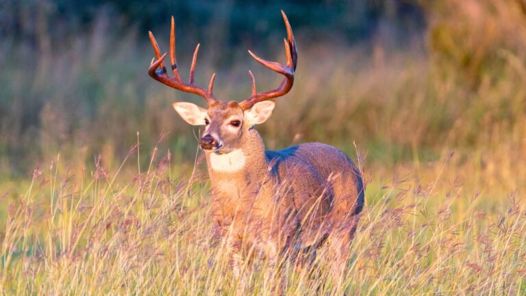 The best deer rifles for thick brush hunts