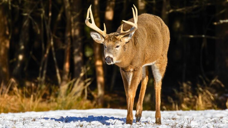 Deer rifles that hit harder than their caliber suggests