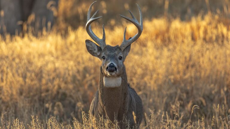 The most accurate lever guns for deer