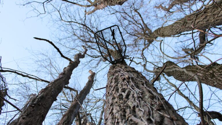 Hunter says somebody started using his treestand — then his camera card vanished and other gear started disappearing too