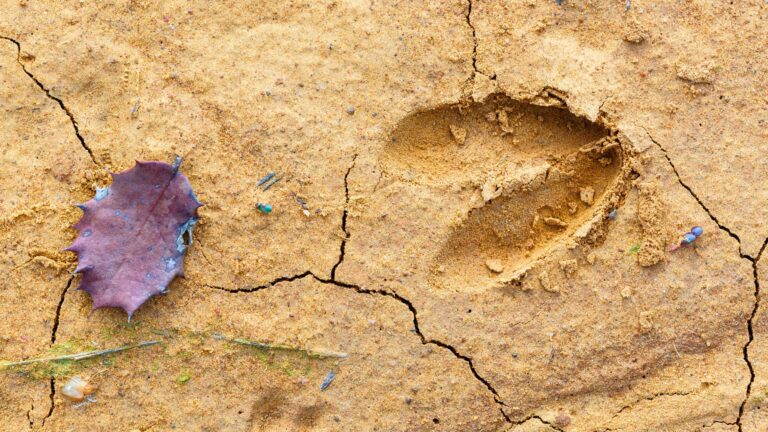 Calibers that turn tracking jobs into nightmares