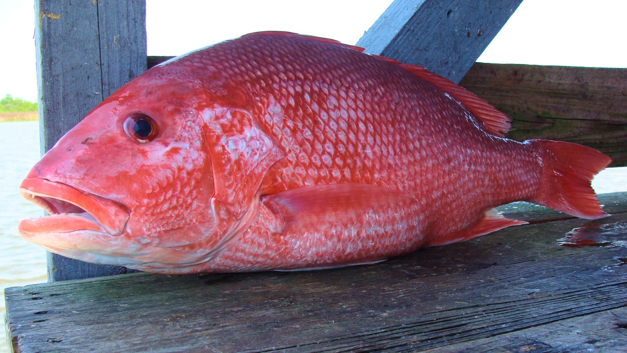 Texas red snapper anglers are getting a rude Jan. 1 surprise in federal ...