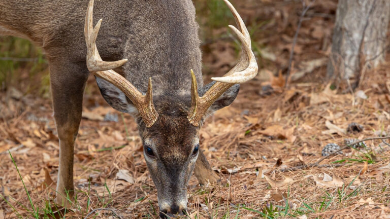 Hunter says a public-land buck turned into a strange trailhead confrontation after another man acted like he had watched the whole thing