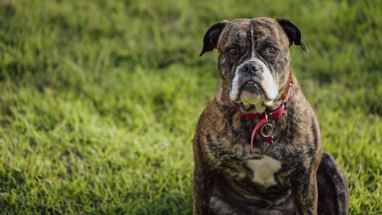 What it really means when your dog keeps staring at nothing