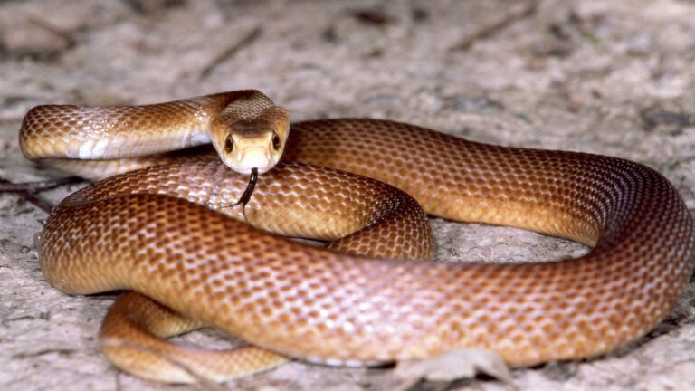 The snake-identification clue most people get wrong in the yard