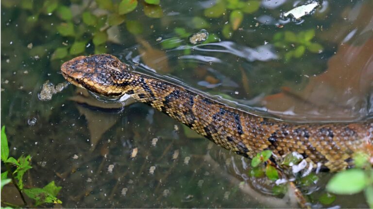 Hunter says he heard splashing behind him in the swamp and turned around — and a cottonmouth was swimming straight for the tree he was standing on