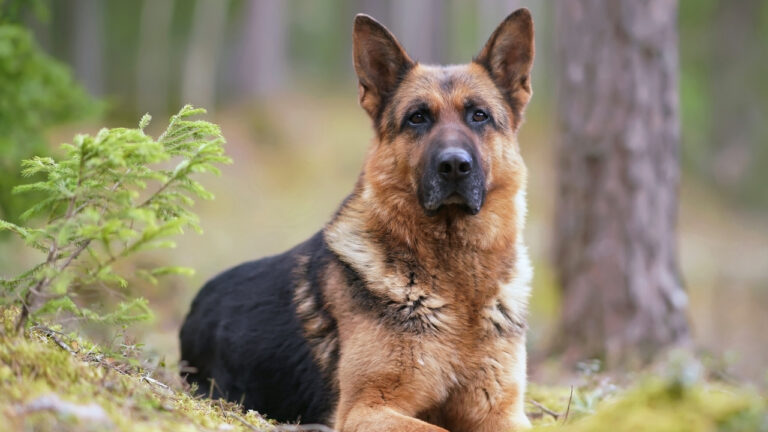 Why your dog watches the door like it knows something you don’t