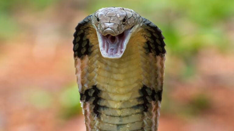 Snake Human Real 20 snakes ranked by real-world danger level - The Avid Outdoorsman