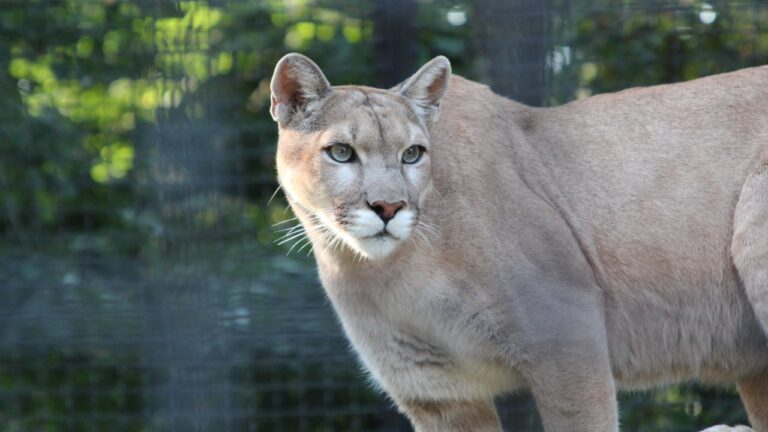 The places where mountain lions are showing up more than people expect