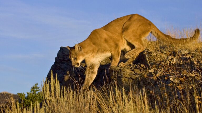 Mountain lion encounter? Experts say this one move can save you