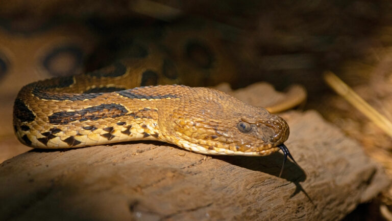 The 4 snake species behind most fatal bites on Earth